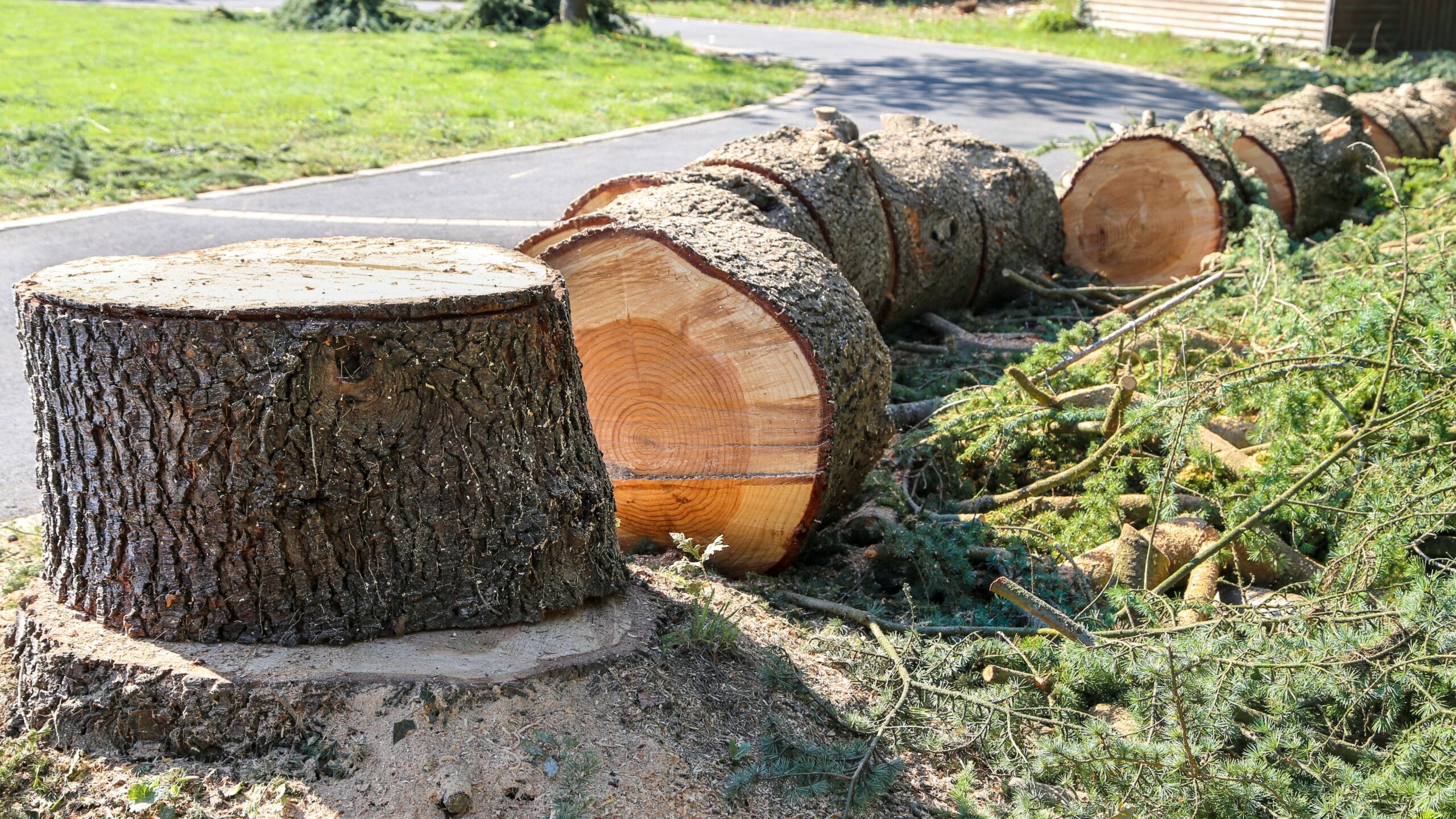 arbre débité